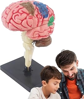 Comprar Modelo de cerebro humano Herramientas de enseñanza médicas y realistas codificadas por colores | Vista detallada con estructura arterial para estudio con base para laboratorio educativo escolar, hazlo