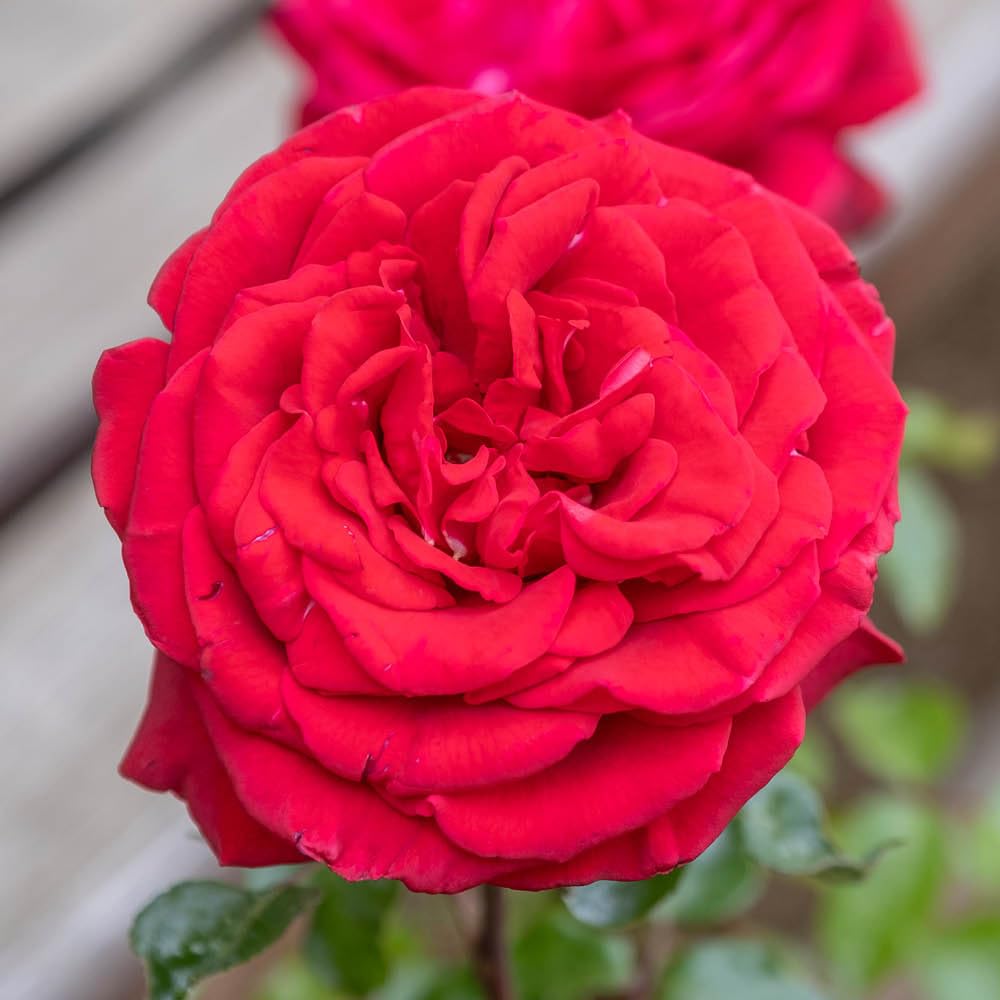 Yougarden Red Harkness Roses Kevin's Rose, Established Plant In 4 Litre Pot
