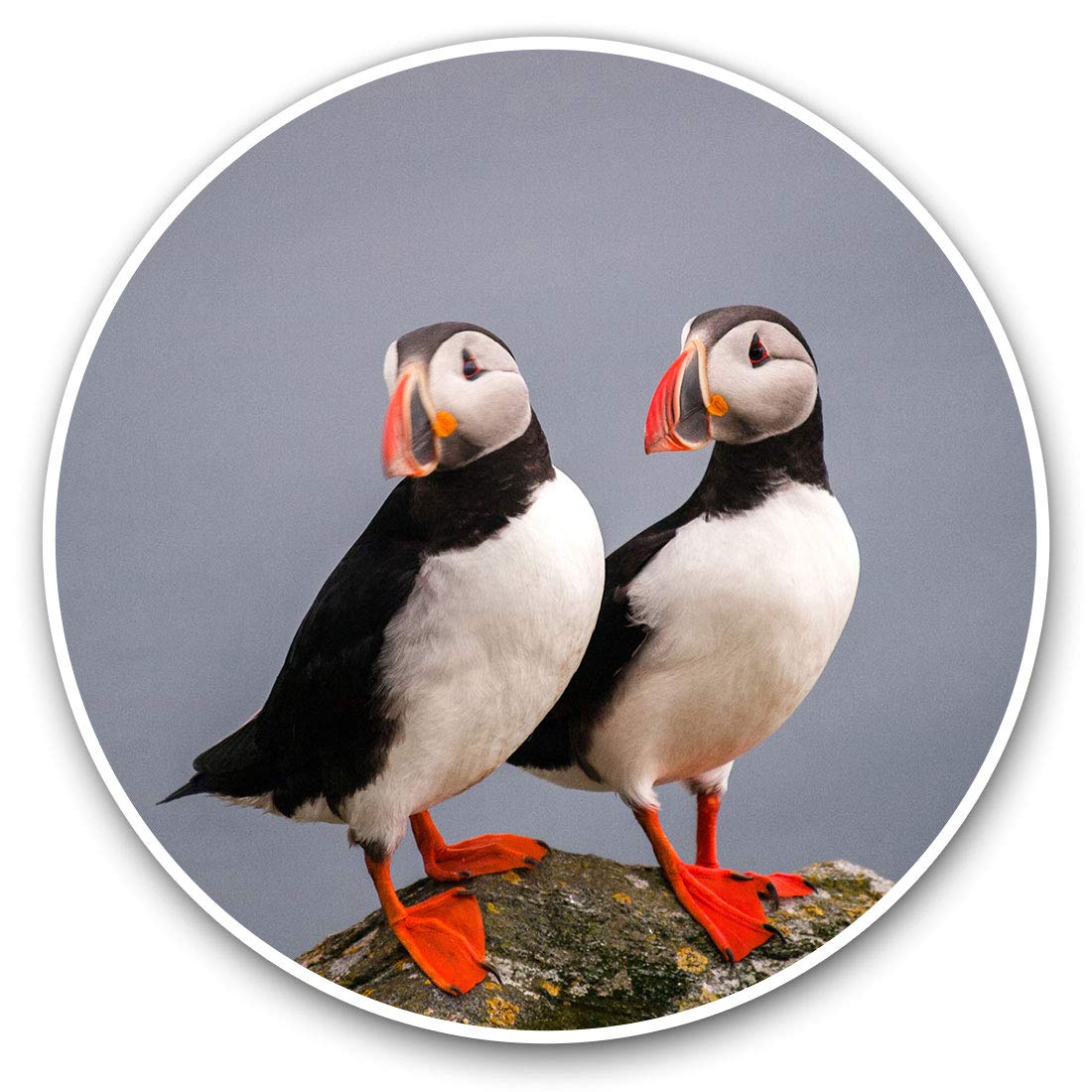 Destination Vinyl Ltd Puffin Couple Pelagic Sea 14150 Vinyl Stickers (Set Of 2) 7.5Cm - Puffin Couple Pelagic Sea #14150
