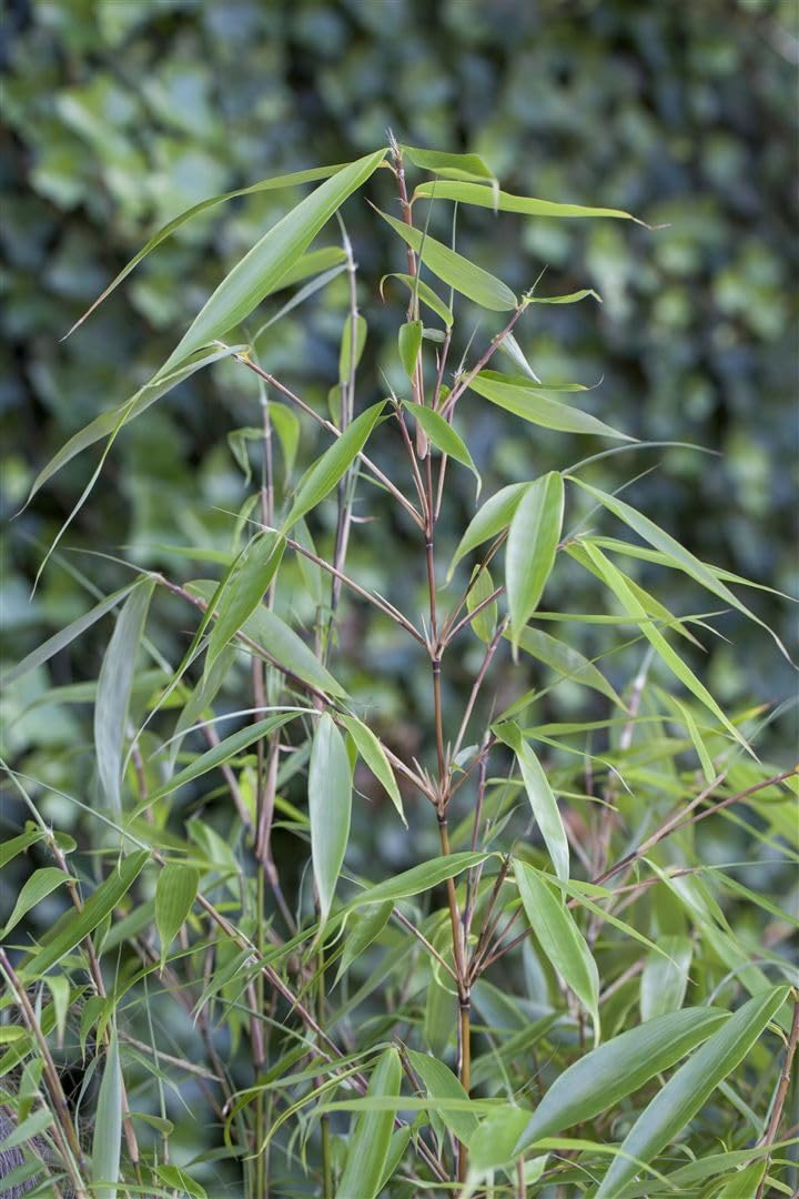 Schirmbambus Fargesia robusta Pingwu 60-80 cm winterhart immergrün