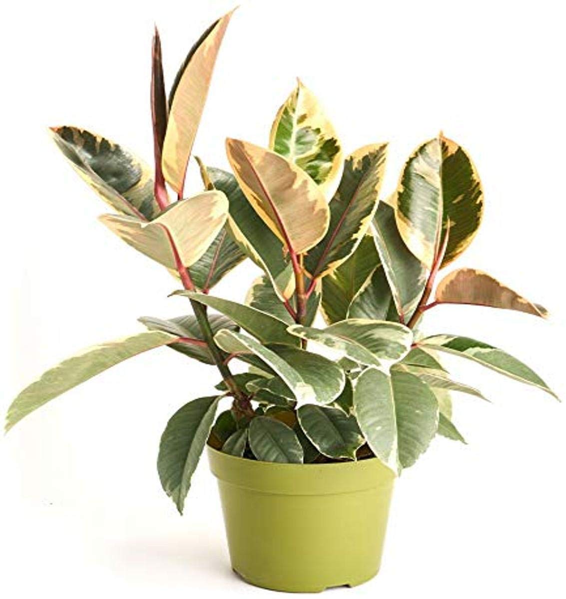 Shop Succulents Rubber Ficus Tineke House Plant