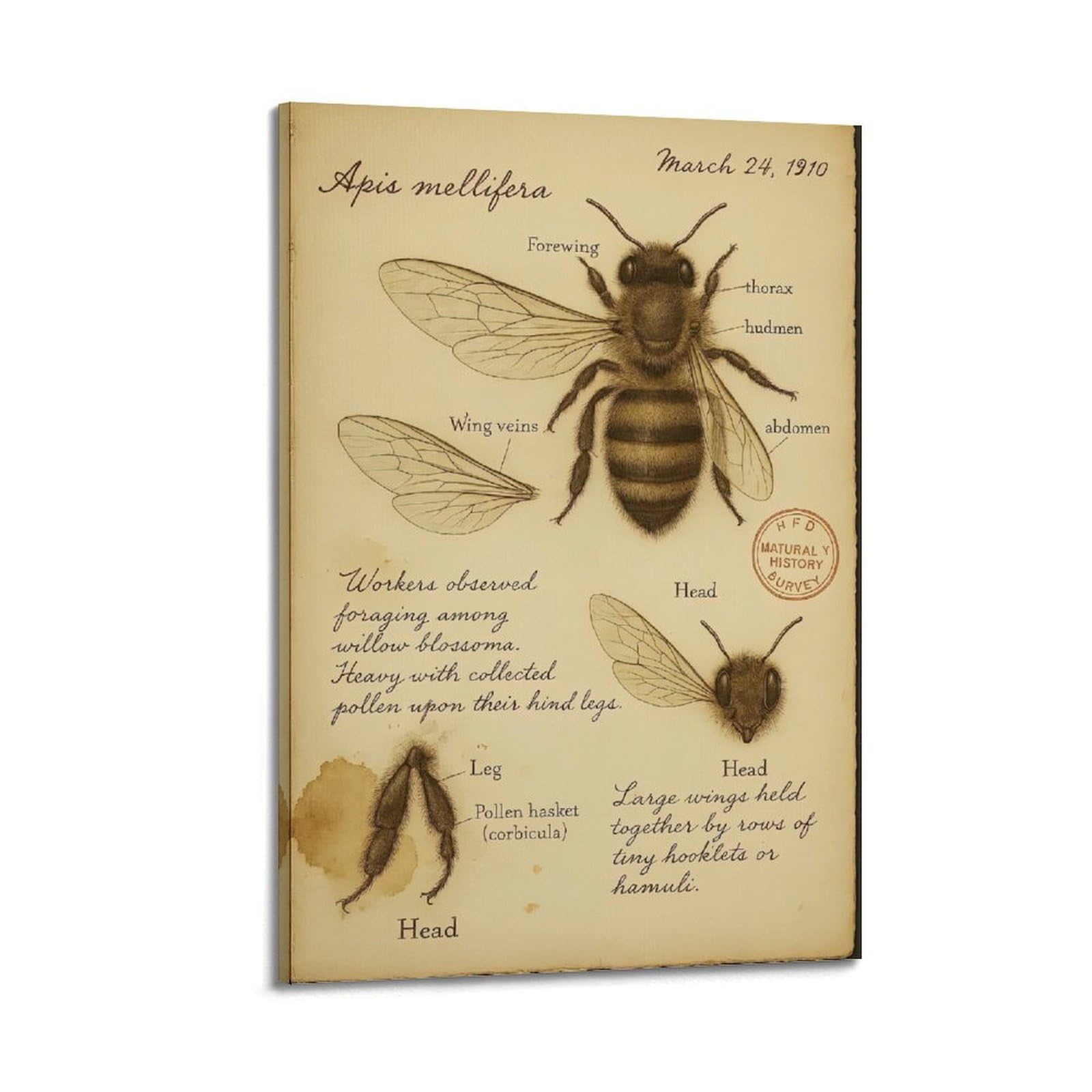 OKAHYS Vintage Apidae Insect Bee Structure Poster Decorative Painting Canvas Wall Artworks Picture 24x36inch(60x90cm)