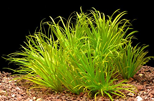 Zoomeister - 2 Bund Japanisches Fadenkraut (Blyxa Japonica)