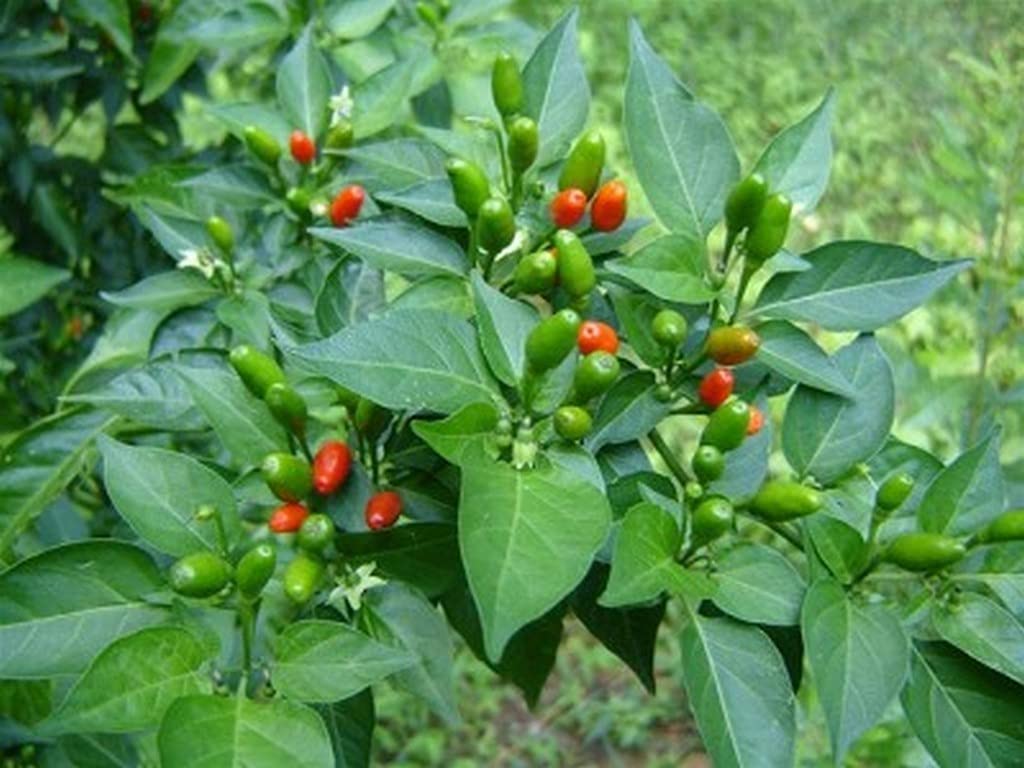 Ohhsome Variety From The Species Capsicum Annuum- Ethiopia And Across Southeast Asia Chilly Ornamental Plants For Indoor Kandhari Chili Pepper (Birds Eye Chilli) Plant (Healthy Live Plant) (B09HN5VHYL) Amazon Price History, Amazon Price Tracker