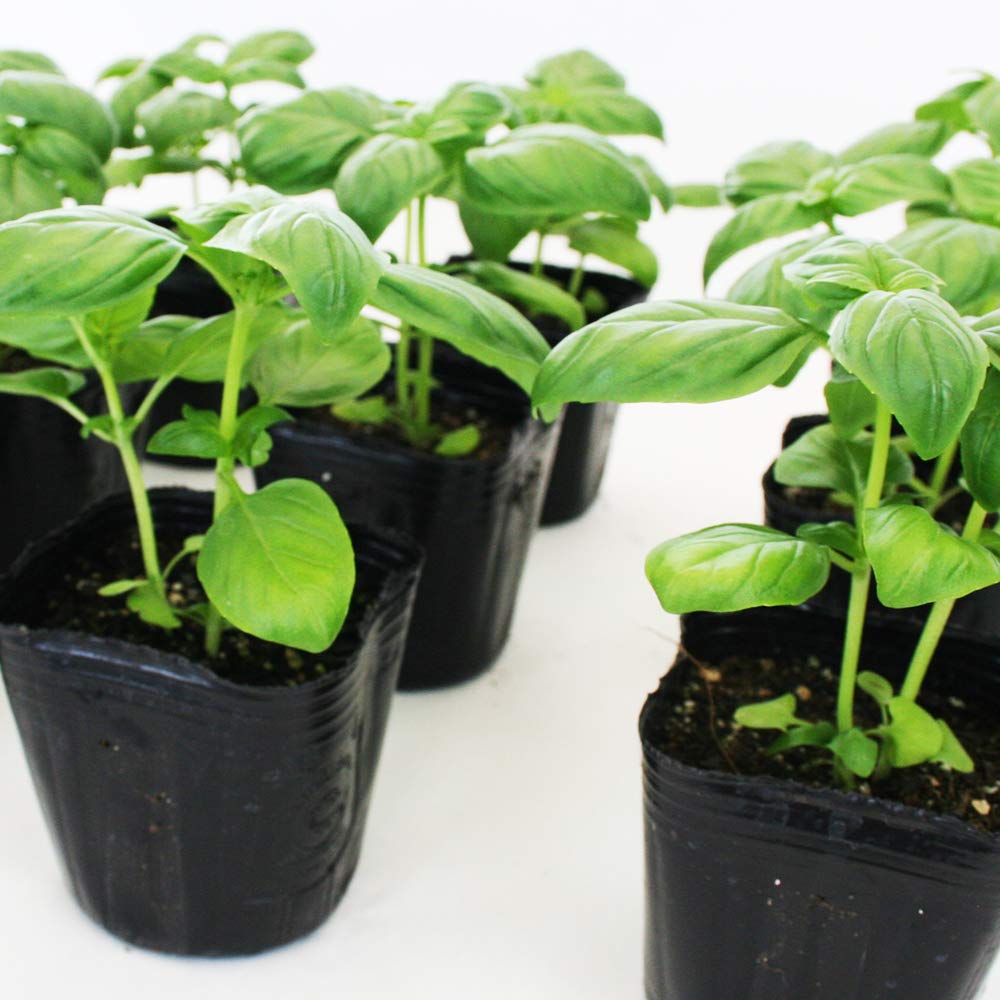 Amazon | ハーブ スイートバジル 野菜苗 6ポットセット 3号