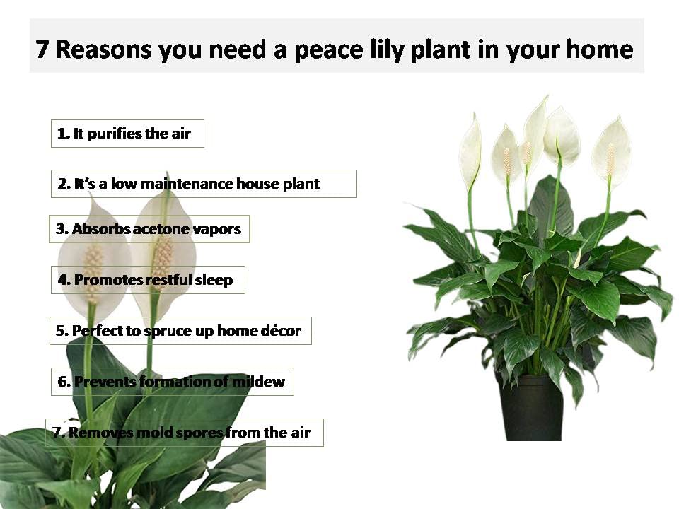 climbing philodendron perth Philodendron Little Phil | Indoor Plant Perth