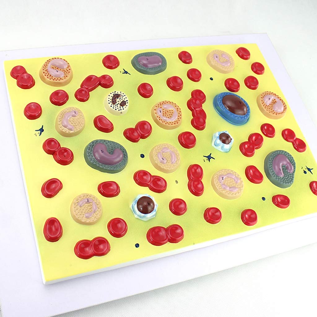 sjdoPulse Medical Anatomical Blood Cell Model - Enlarged in 2000X Blood Cell Model - Human Anatomy Scientific Models - for Studies Indication Teaching Medical Model