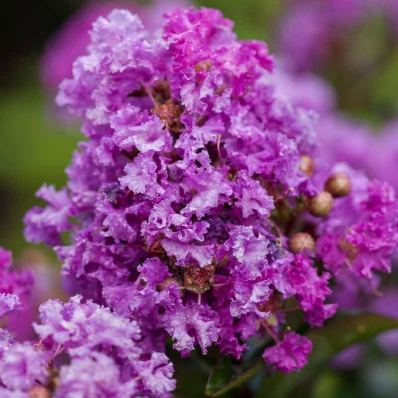 Generic Purple Crape Myrtle Seedling