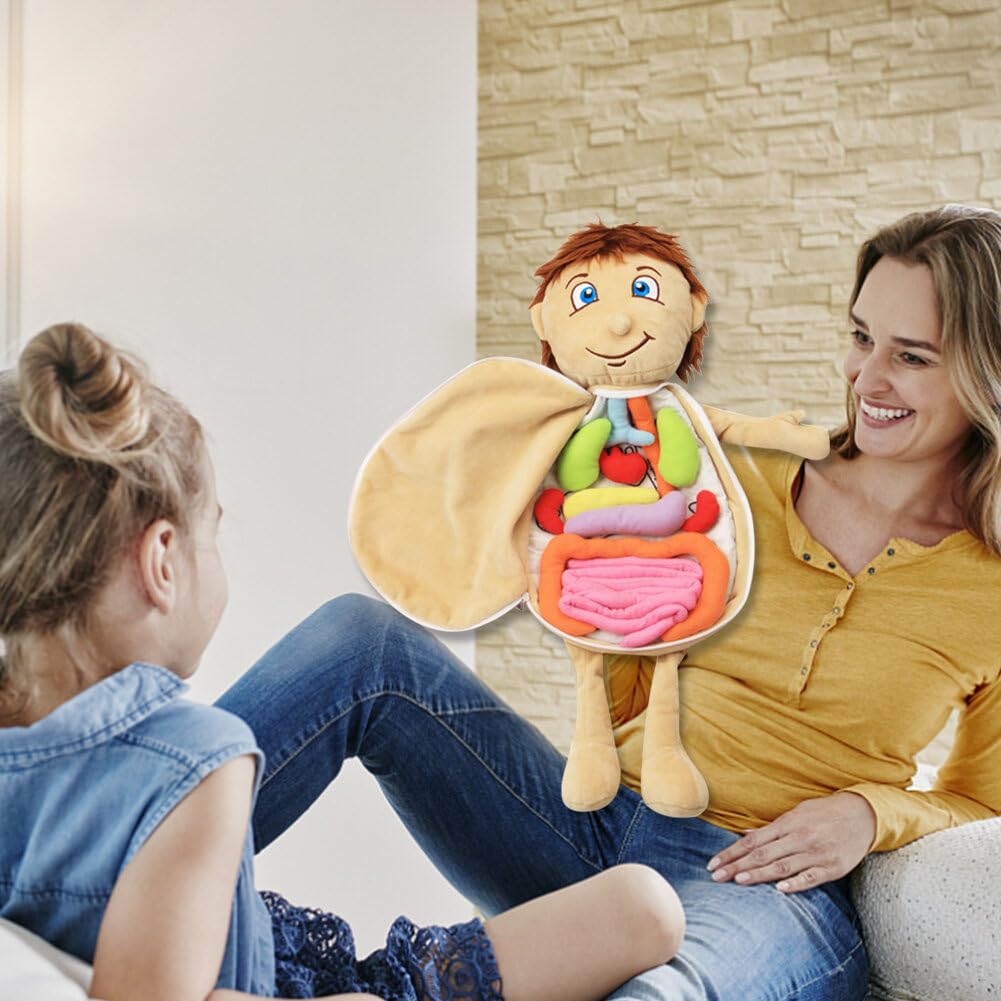 Pop Menselijk Lichaam Model voor Onderwijs
