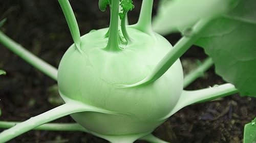 Miniatura 8 de Bienal Colinabo Gigante Col Verde No GMO Heirloom