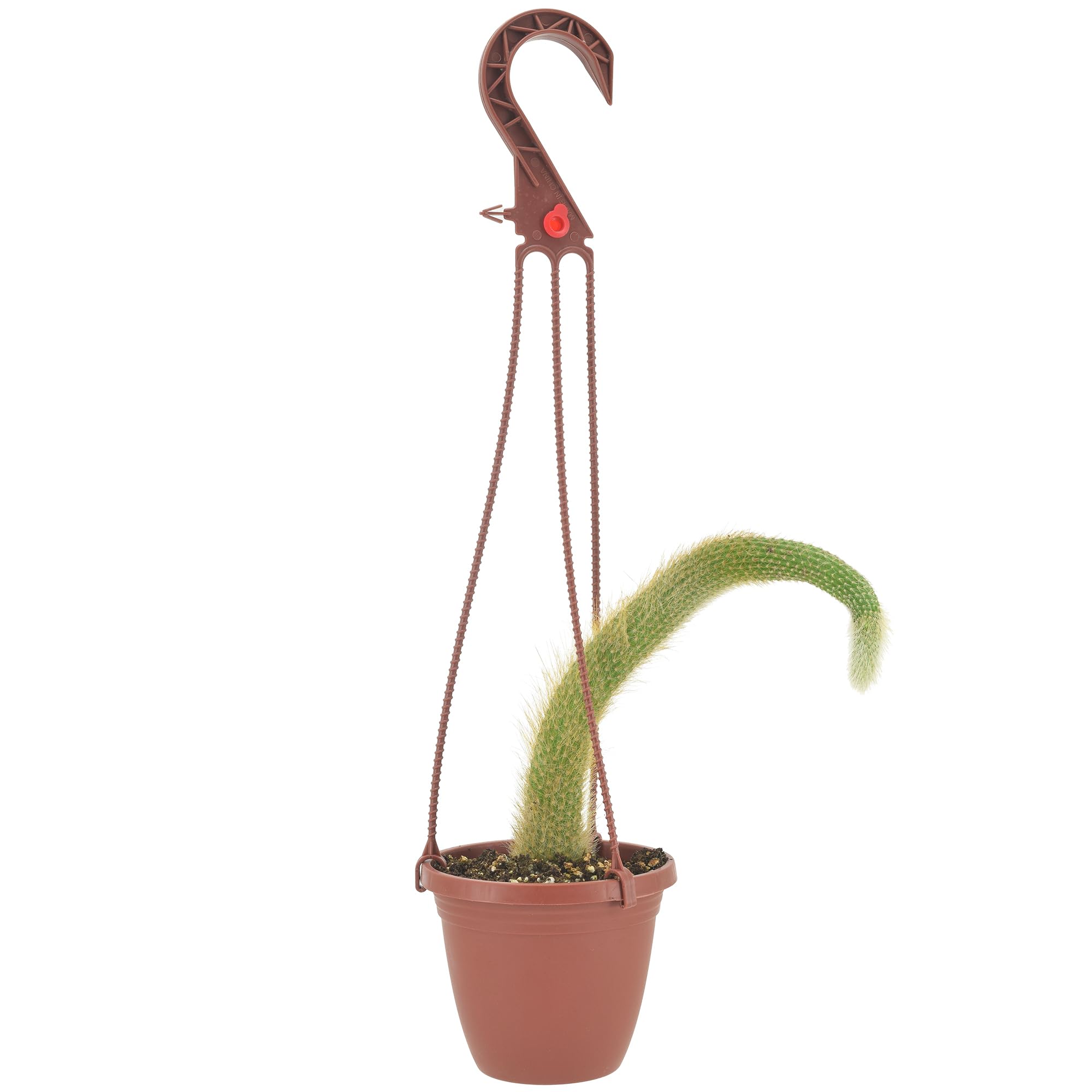 Arcadia Garden Products Live Monkey Tail Cactus