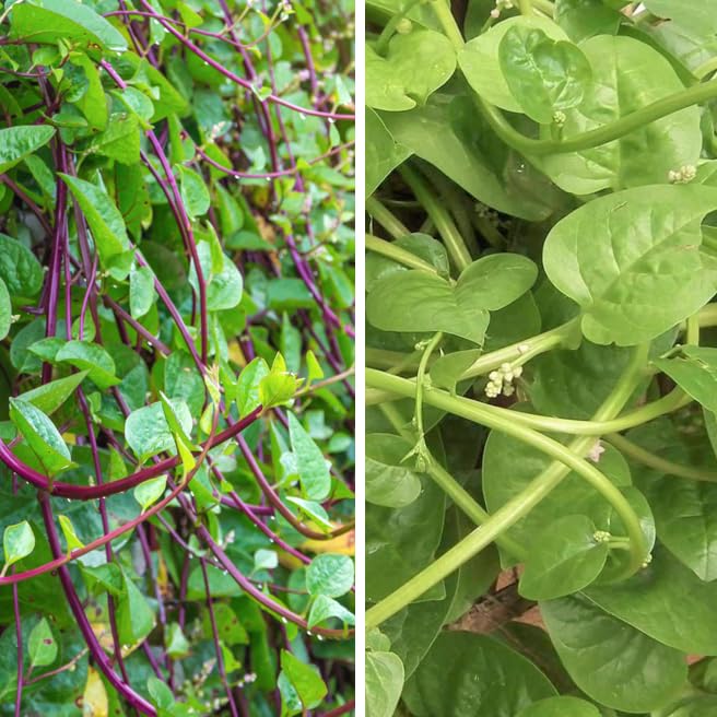 Red and Green Mix Malabar Spinach Seeds - 50+ Count - For 2025 Planting Christmas Mix Red Stem Green Giant Ceylon Vine Asian Vegetable Grow Your Own Home Farm Patio Healthy Sustainable