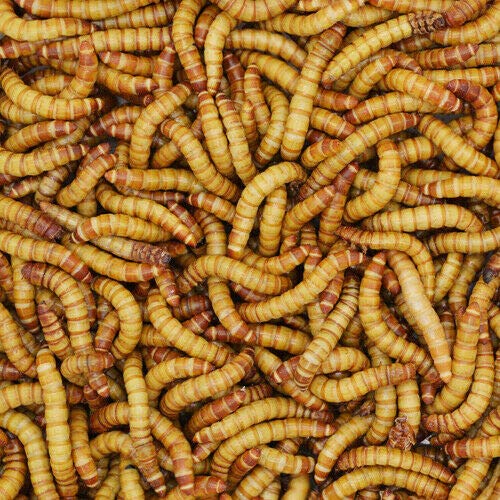 100 Live Giant Mealworms (1.25" 1.75") Bulk Feeders