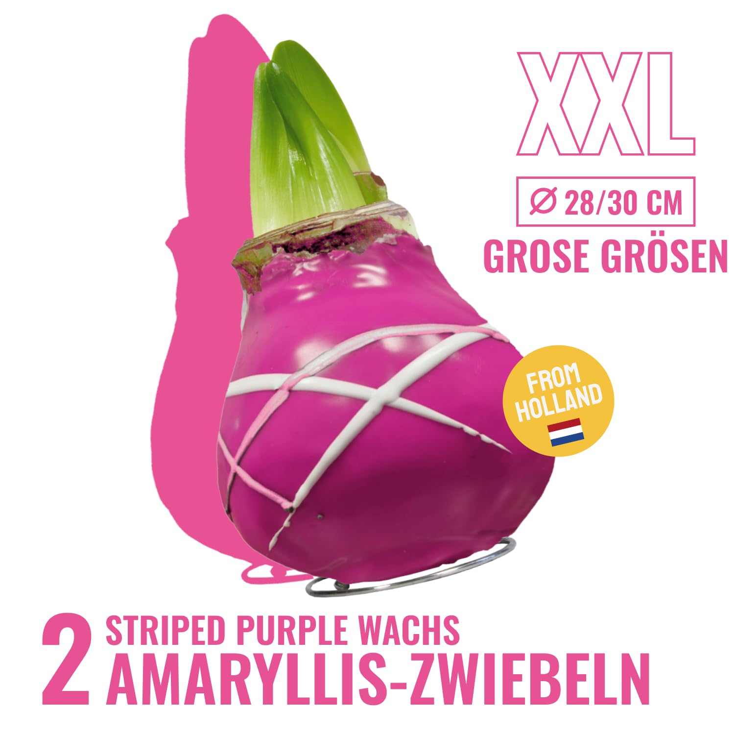 Cera Amaryllis cipolle strisce viola – Cerata aryllis 28/30 grande formato | 2 pezzi | cerato/cera | senza irrigazione | Piante da appartamento olandese - Hippeastrum (senza vetro, vaso e