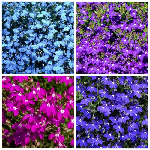 5000+ Perennial Cascade Mixture Lobelia Seeds for Planting Outdoors-Lobelia Ground Cover Seed Flowers Planting Non-GMO Heirloom