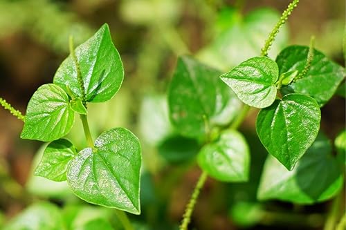 Miniatura 2 de 5000 semillas de garra de cangrejo, semillas de Rau Cang Cua, semillas de vegetales para plantar