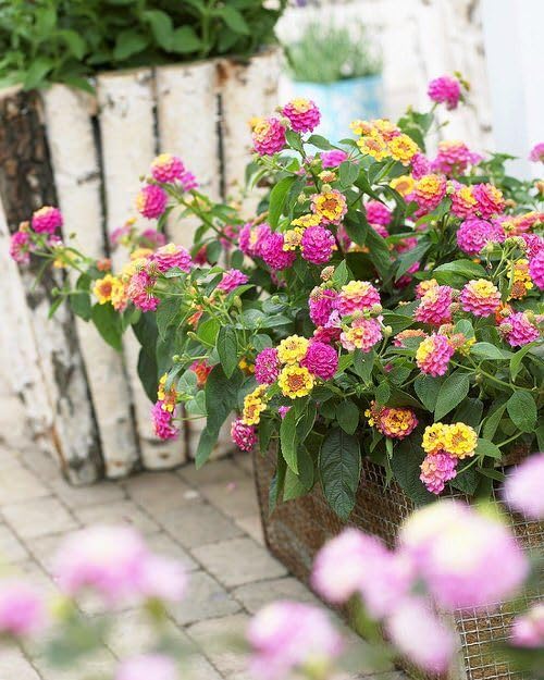 Rare Lantana Live Flower Plant, Mix Color Lantana Camara Live plant, Flower Plant For Gardening and Indoor 1 Healthy Live Plant on Poly Bag (B0D1G4MMMF) Amazon Price History, Amazon Price Tracker