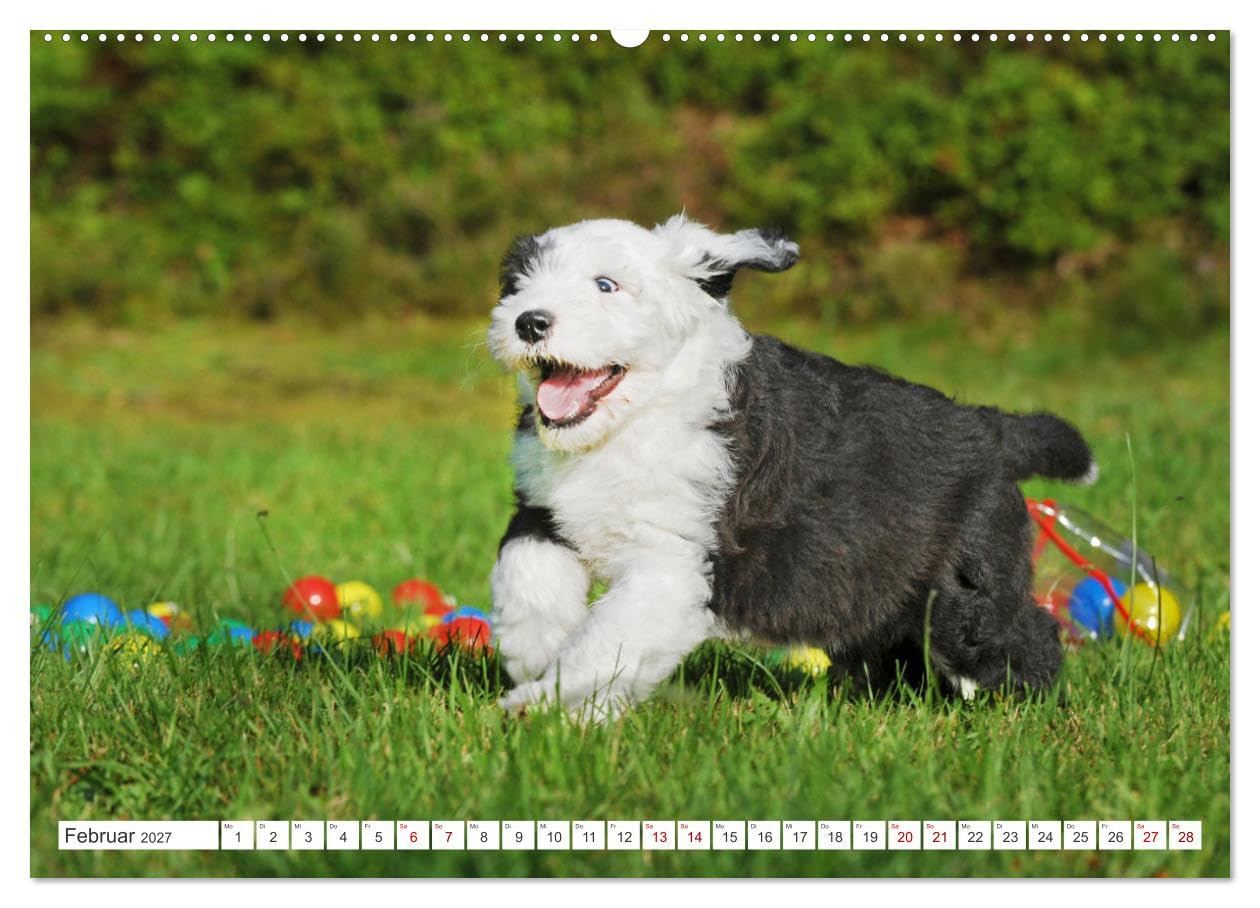 CALVENDO - In der Kinderstube bei Familie Bobtail (hochwertiger Premium Wandkalender 2027 DIN A2 quer), Kunstdruck in Hochglanz: Einblicke in die Bobtail-Kinderstube auf 12 bezaubernden Bildern