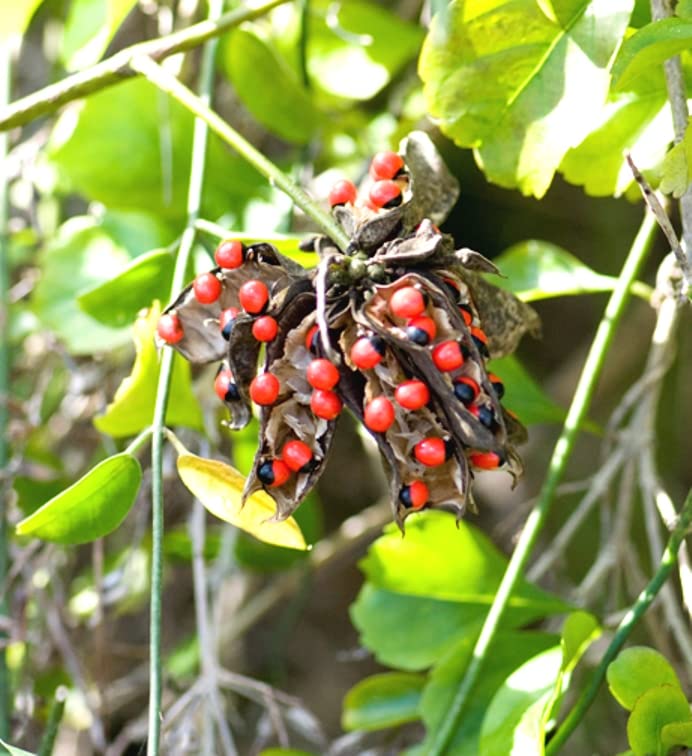 Indiana Rosary Pea Atimadhuramu Gunja Raktika Chunahati Rati Chirmithi Gulaganji Madhuyashti Kakajangha Ghunchi Cikantikai Kunrumani Abrus precatorius Live Plant_Odiplantz (B0BRSSGNJY) Amazon Price History, Amazon Price Tracker