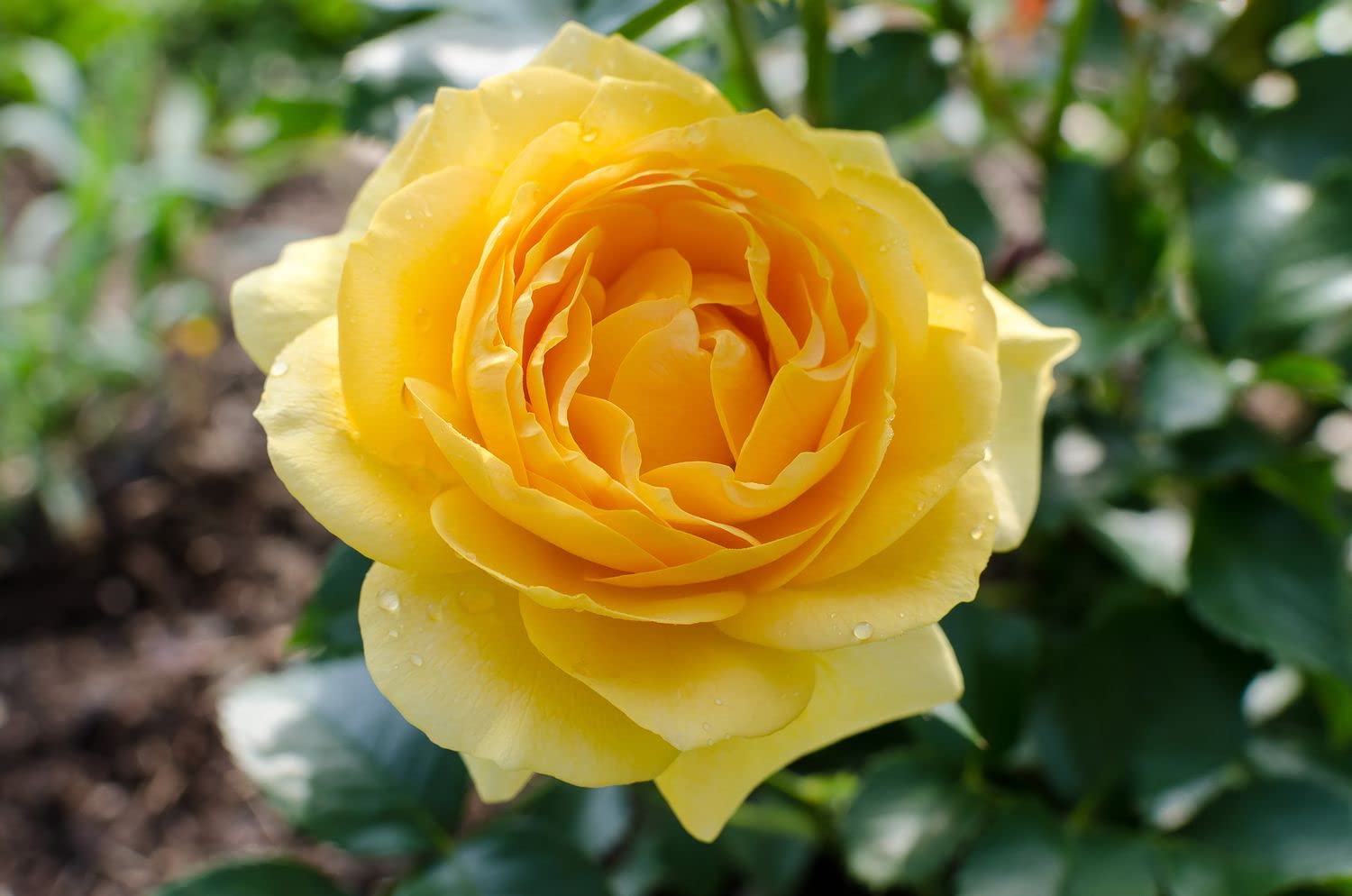 chakla Grafted Thai 9 Yellow Rose Plant, Pack Of 2 Helthy plant, plant hight 1-1.5 Feet, Packing Quality High Secure. (B0CKND2KW6) Amazon Price History, Amazon Price Tracker