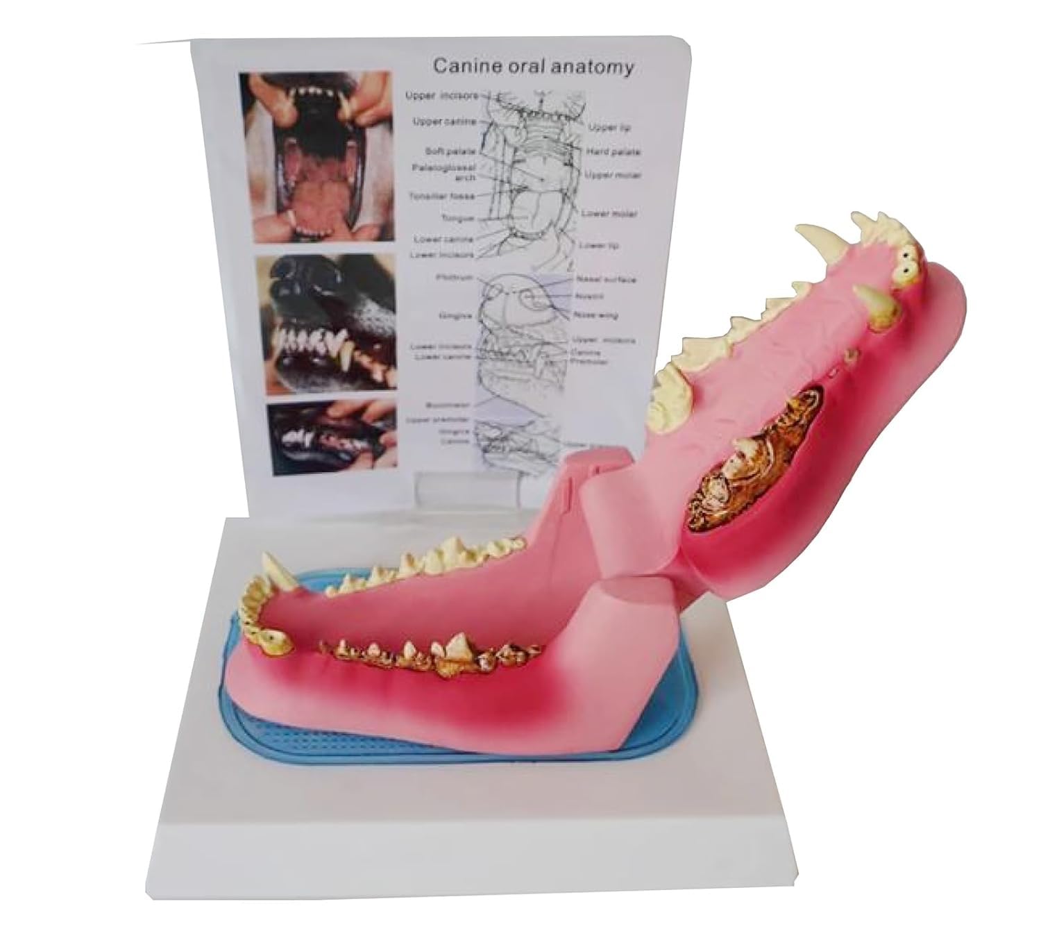Model anatomiczny zęba psa, model chorego zęba psa, szkielet zwierzęcia z zapaleniem dziąseł, anatomiczny ząb kliniki weterynaryjnej Typodont dla psów, dekoracja edukacyjna gabinetu weterynaryjnego.