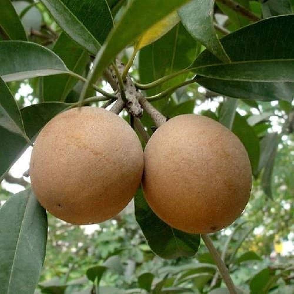 NEW DEBNATH NURSERY Alltime Chikoo Chiku Sapota Sapodilla Naseberry Sweet Fruit Thai Variety Grafted Live Plant(Plant Height- 1 Ft To 2 Ft) (B0CHP2Q7CQ) Amazon Price History, Amazon Price Tracker