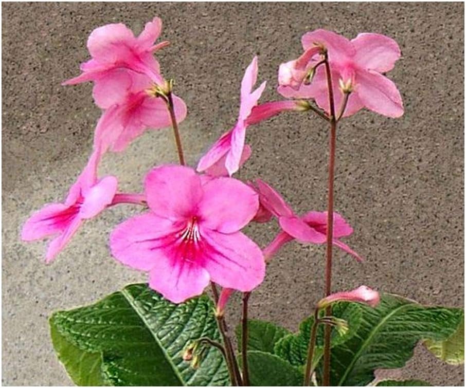 Streptocarpus daviesii - Cape primrose - Red nodding bells - 10 seeds