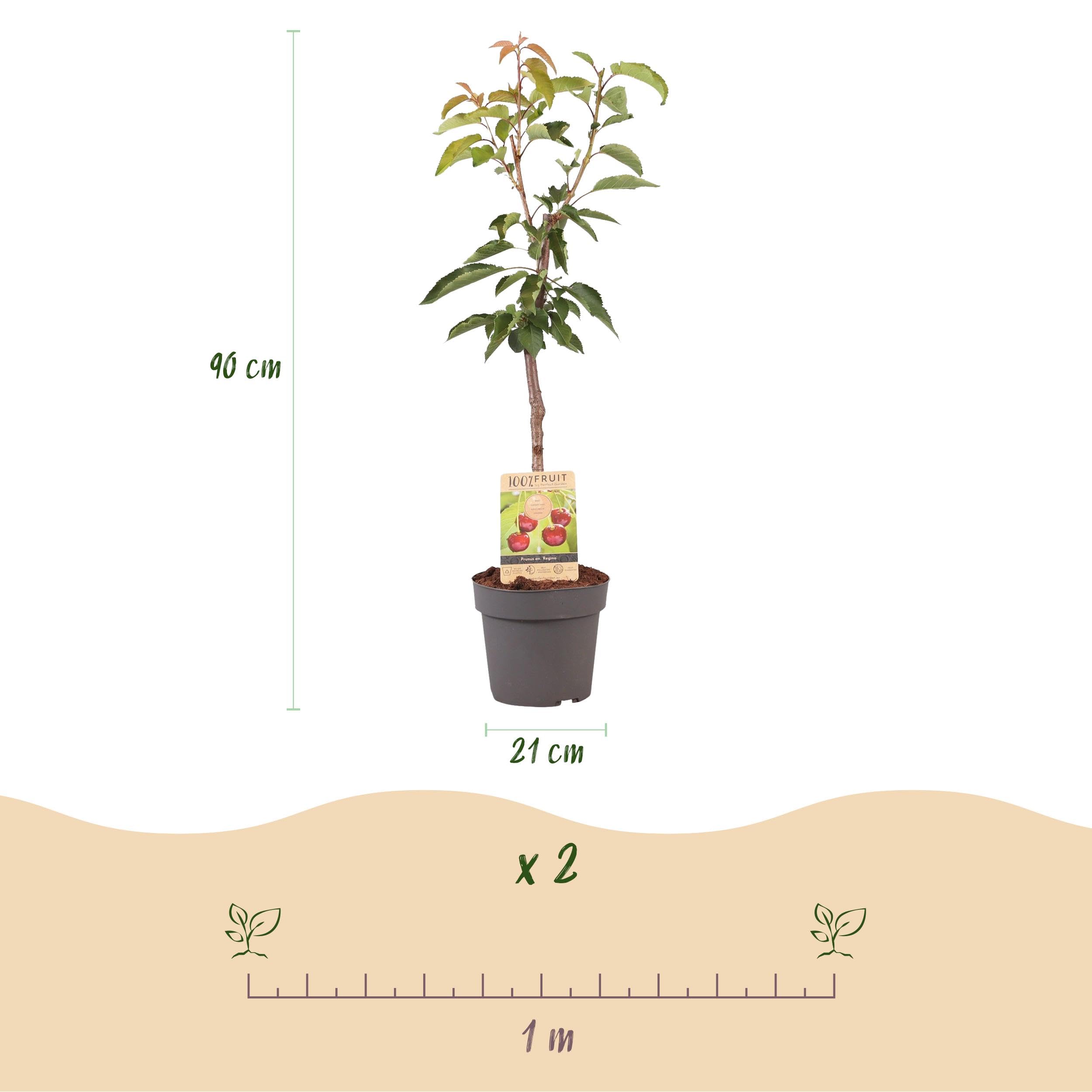 Roślina owocowa - Wiśnia - Prunus avium Regina - Czerwona wiśnia - 80-90cm - Ø21cm - Roślina ogrodowa