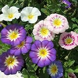 Tricolor Mixed Convolvulus Seeds Packet of 40 Seeds