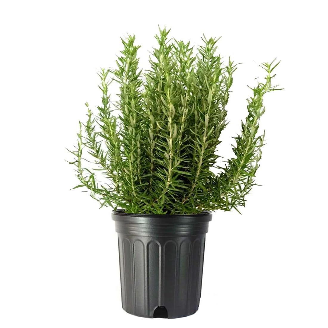 American Plant Exchange Tuscan Blue Rosemary Plant