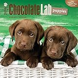 Labrador Retriever Puppies, Chocolate 2016 Mini 7x7 (Multilingual Edition)