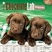 Labrador Retriever Puppies, Chocolate 2016 Mini 7x7 (Multilingual Edition)