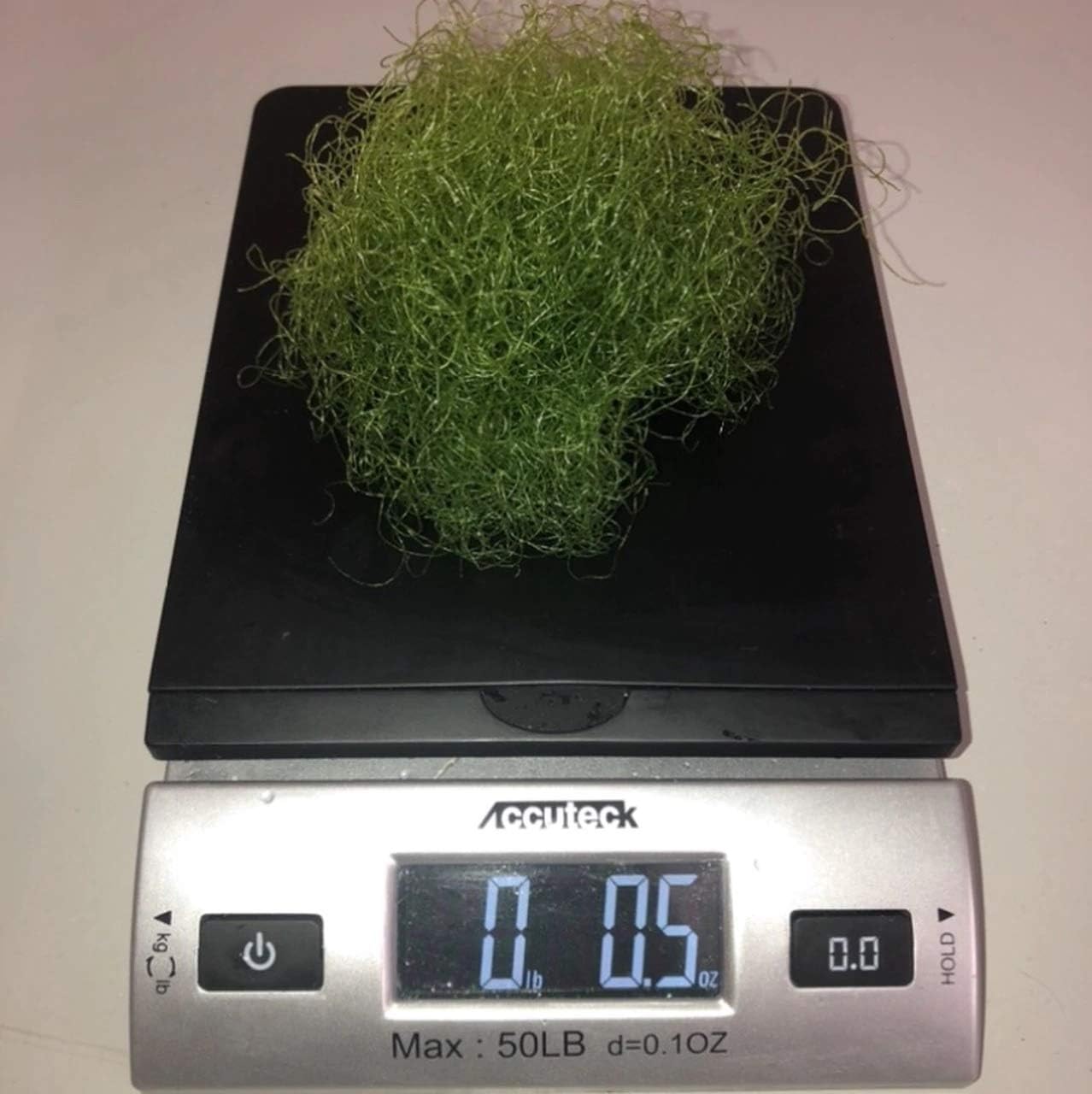 Live Saltwater Plant CHAETOMORPHA Macro Algae .5 OZ / 1 Cup Chaeto Refugium with Live Copepods and Amphipods - 1 Cup