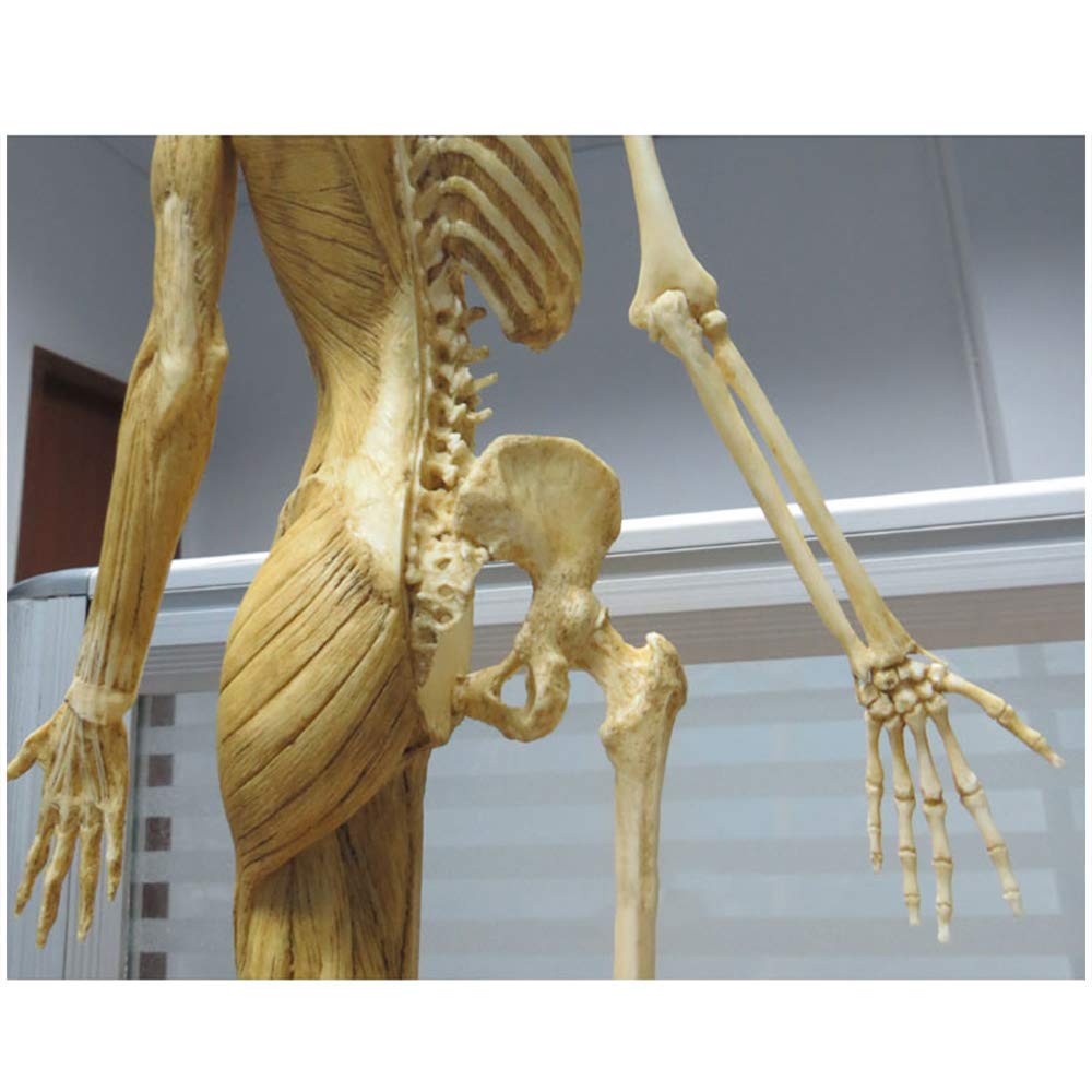 Figure D'Anatomie Féminine De 23 Pouces, Modèle Anatomique des Muscles Et du Squelette du Corps Humain pour Dessiner Un Outil d'art De Référence Médicale - Jaune