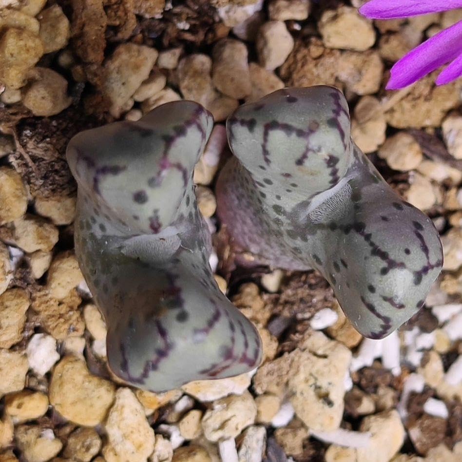 コノフィツム ツリゲルム turrigerum EVJ.S.N コノフィツム ツリゲルム