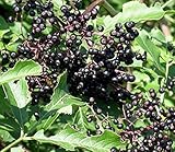 York Elderberry Shrub - Sambucus - 2.5