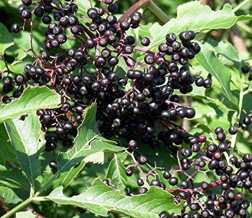 York Elderberry Shrub - Sambucus - 3.25 York Elderberry Shrub - Sambucus - 3.25