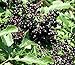 York Elderberry Shrub - Sambucus - 3.25" Pot - Largest Berries