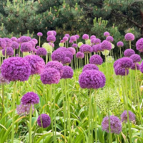 Semi di Allium giganteum, selvatici Semi di porro gigante, semi per aiuole rialzate vecchie varietà da esterno resistenti semi di perenni regali 60pcs