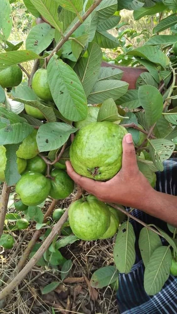 Banarsi Original Guava Live Fruit Plants (Hybrid Dwarf Varieties) Pack Of 1 (B0CQGJ5NSW) Amazon Price History, Amazon Price Tracker