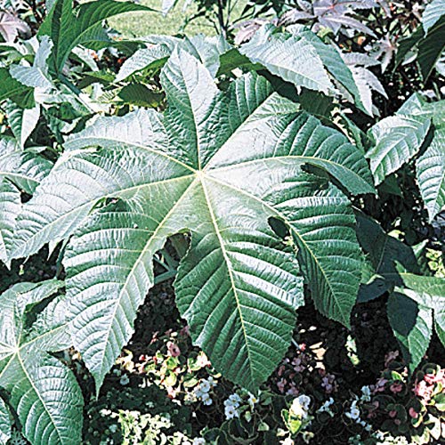 Castor Bean Seeds - Add a Fast-Growing Tropical Feel to your Yard - 10 Seeds per Packet