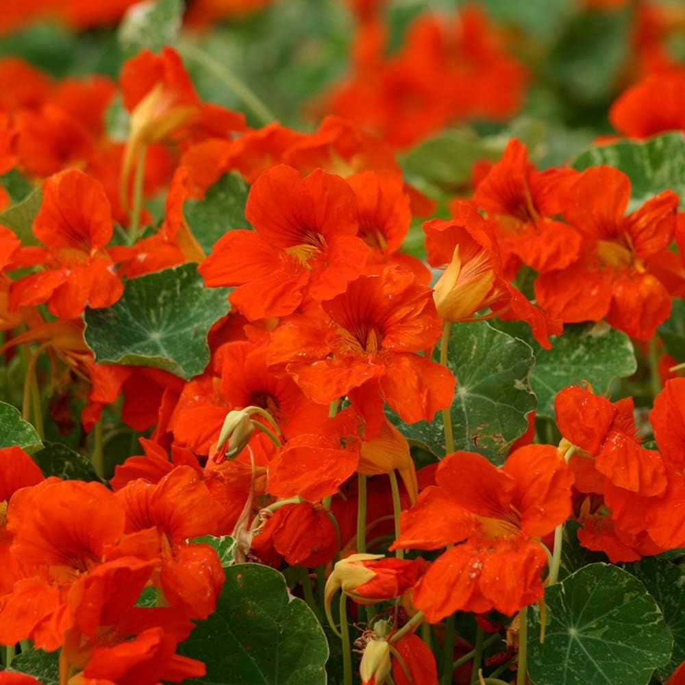 Kings Seeds - Nasturtium Orange Troika - 30 Seeds