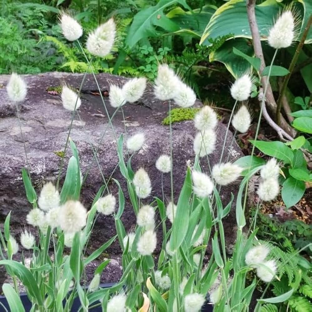 Amazon.co.jp: 秋まき花の種 ラグラスバニーテール 50粒 ドライ