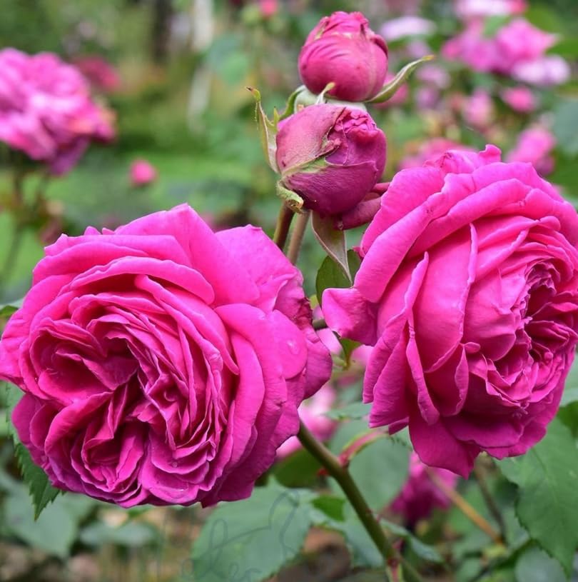 Madame Isaac Pereire Bush Rose Plant, Pink, 3Lt Pot, Strongest and Most Delicious Scented Rose