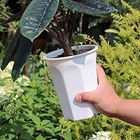 Vista 9 de BangQiao - Juego de 8 macetas de plástico blanco de 6.10 pulgadas para vivero profundo y semillero para suculentas, cortes y trasplantes