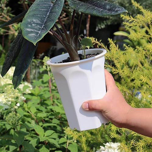 Miniatura 9 de BangQiao Paquete de 8 macetas profundas de plástico blanco de 6.10 pulgadas y maceta de plántulas para suculentas, cortes, trasplantes