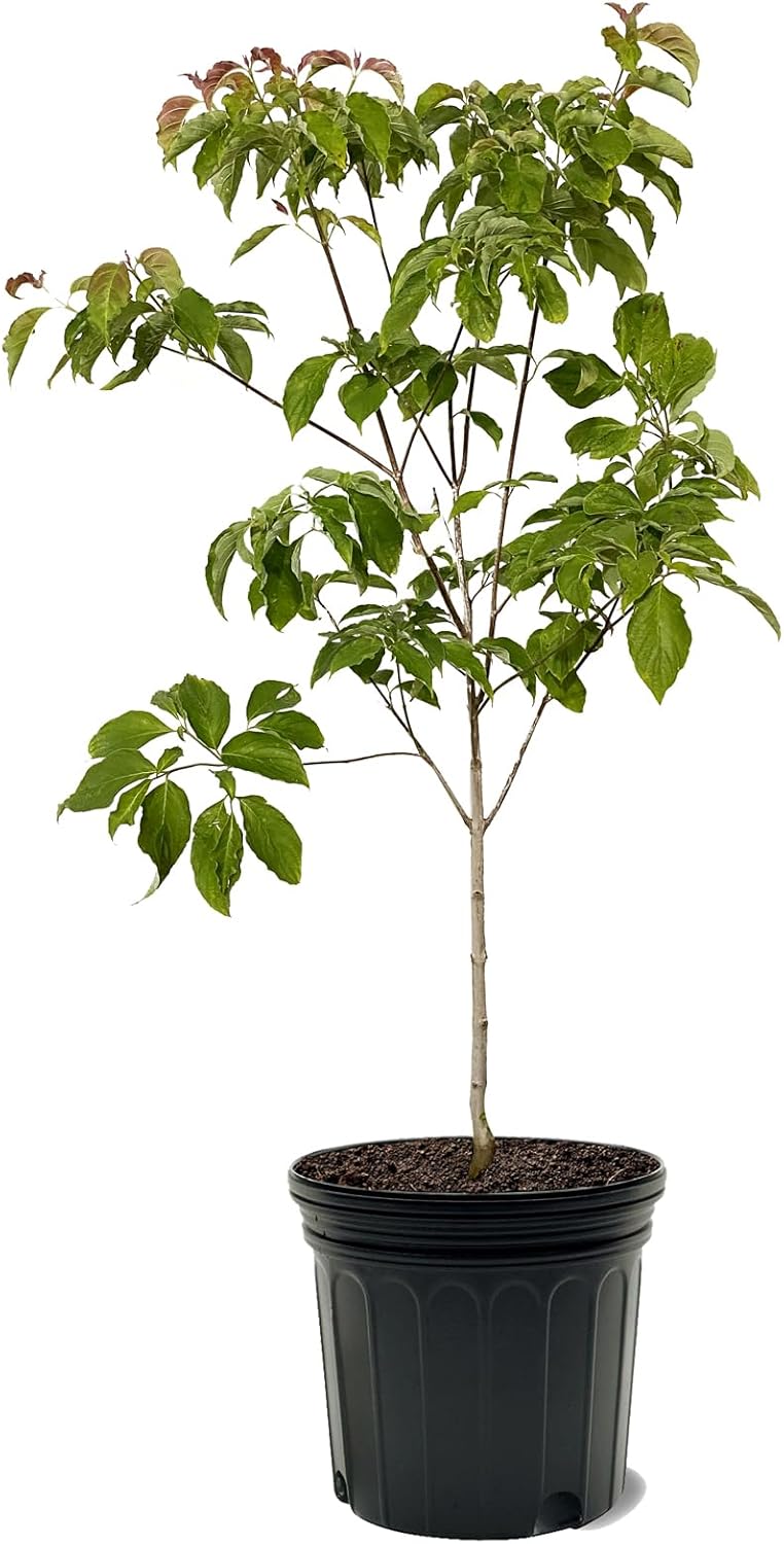 Cherokee Chief Dogwood Tree, Deciduous, Vibrant Crimson Red Flowering, Dark Green Foliage, 7 gal Nursery Pot (Due to Agricultural Laws, we Cannot Ship to CA, AZ, AK, or HI)