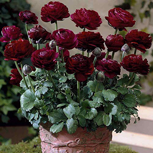 Audbhidhi Ranunculus Double Buttercup Flower Bulbs For Home Gardening (Purple) - Pack of 2 Bulbs (B0B8VZCTRD) Amazon Price History, Amazon Price Tracker