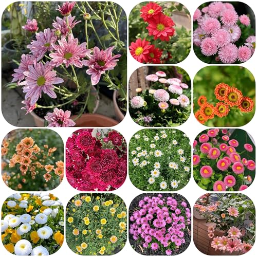 semillas de margarita, balcón resistentes, cortadas margarita, jardín, interior para 600pcs