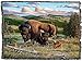Pure Country Weavers Buffalo Nation Blanket by R W Hedge - Wildlife Lodge Cabin Gift Tapestry Throw Woven from Cotton - Made in The USA (72x54)